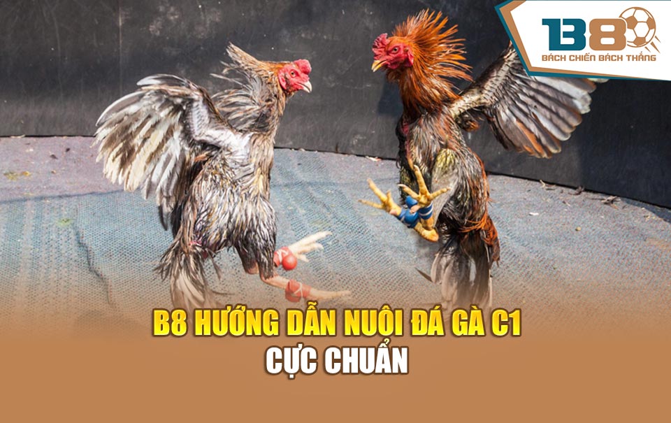 B8 hướng dẫn nuôi đá gà C1 cực chuẩn