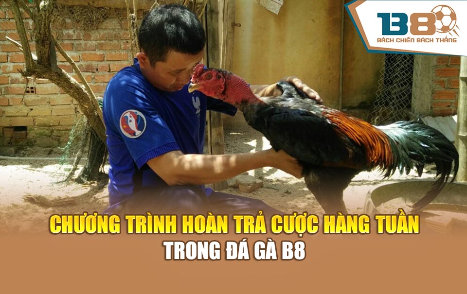 Chương trình hoàn trả cược hàng tuần trong Đá gà B8