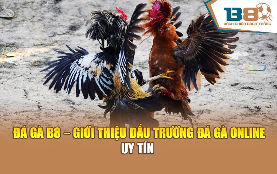 Đá gà B8 - Giới thiệu đấu trường đá gà online uy tín
