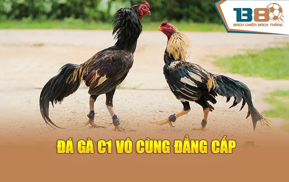 Đá gà C1 Vô cùng đẳng cấp