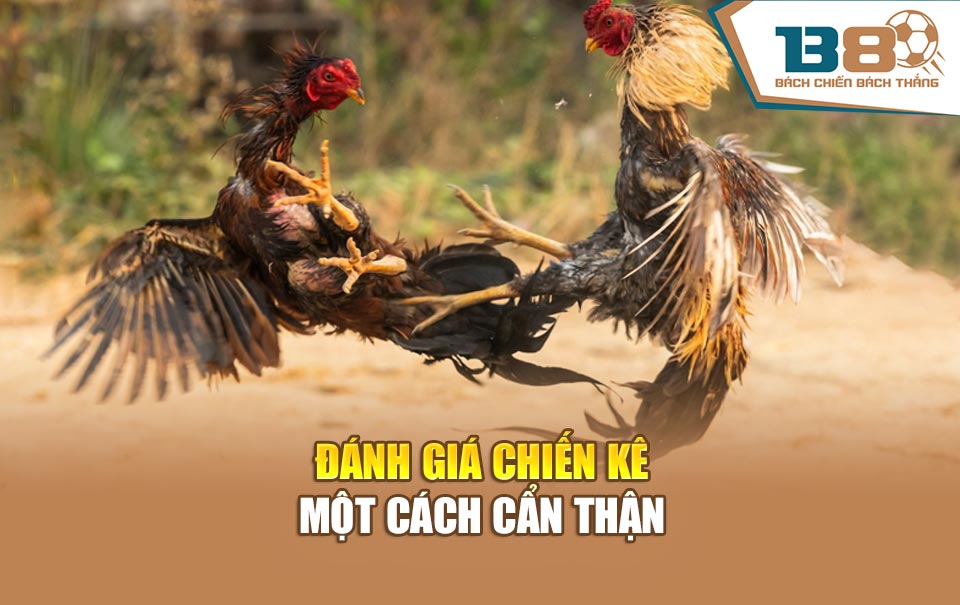 Đánh giá chiến kê một cách cẩn thận