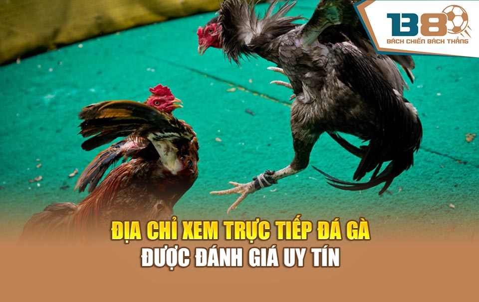 Địa chỉ xem trực tiếp đá gà được đánh giá uy tín