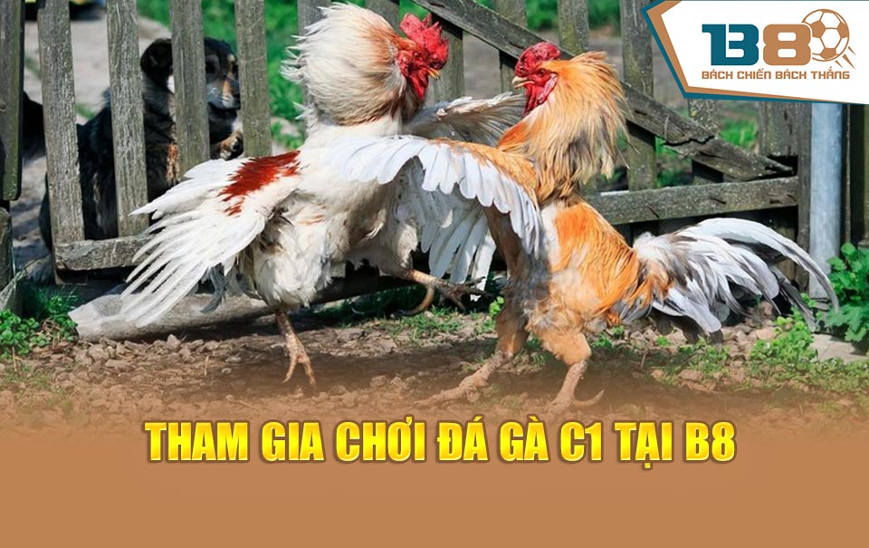 Tham gia chơi đá gà C1 tại B8