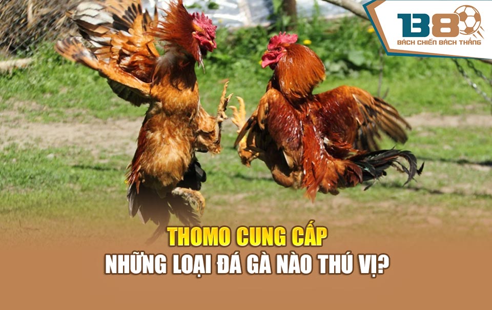 Thomo cung cấp những loại đá gà nào thú vị?