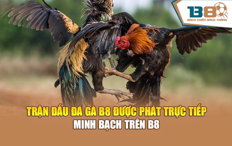 Trận đấu Đá gà B8 được phát trực tiếp minh bạch trên B8