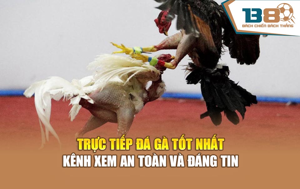 Trực Tiếp Đá Gà Tốt Nhất – Kênh Xem An Toàn Và Đáng Tin